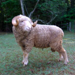 Guide for Beginners in Raising Dorset Sheep