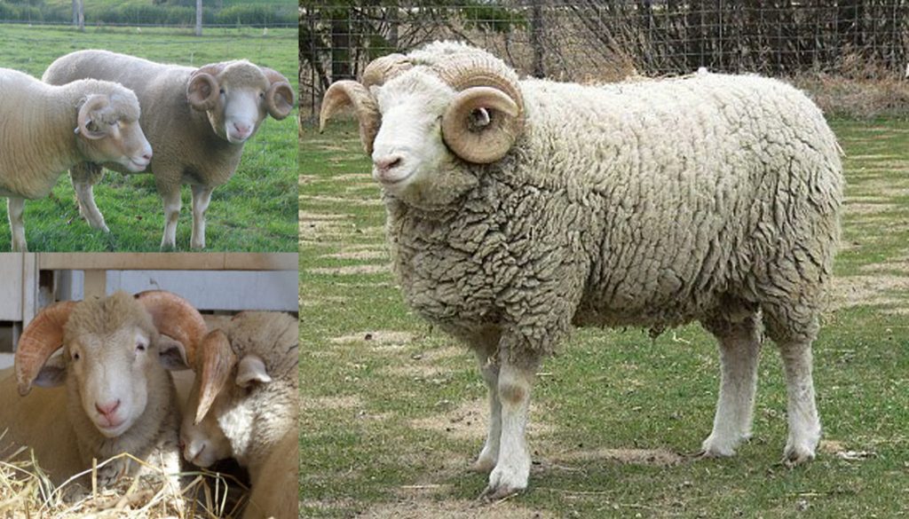 dorset horn sheep 1024x585 1