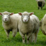 Unique Characteristics of Dorset Horn and Dorset Poll Sheep