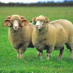 How to Care for and Protect the Health of Your Dorset Sheep