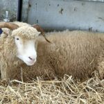 “Dorset Fleece: Discovering the Benefits of Dorset Fleece”